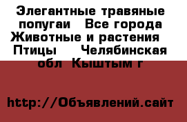 Элегантные травяные попугаи - Все города Животные и растения » Птицы   . Челябинская обл.,Кыштым г.